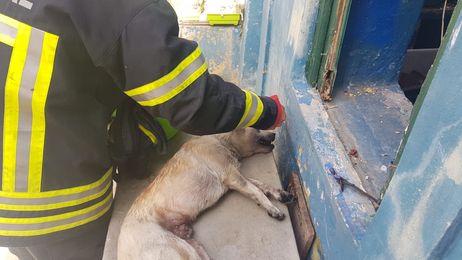 Dois cães resgatados de casa em chamas em Setúbal