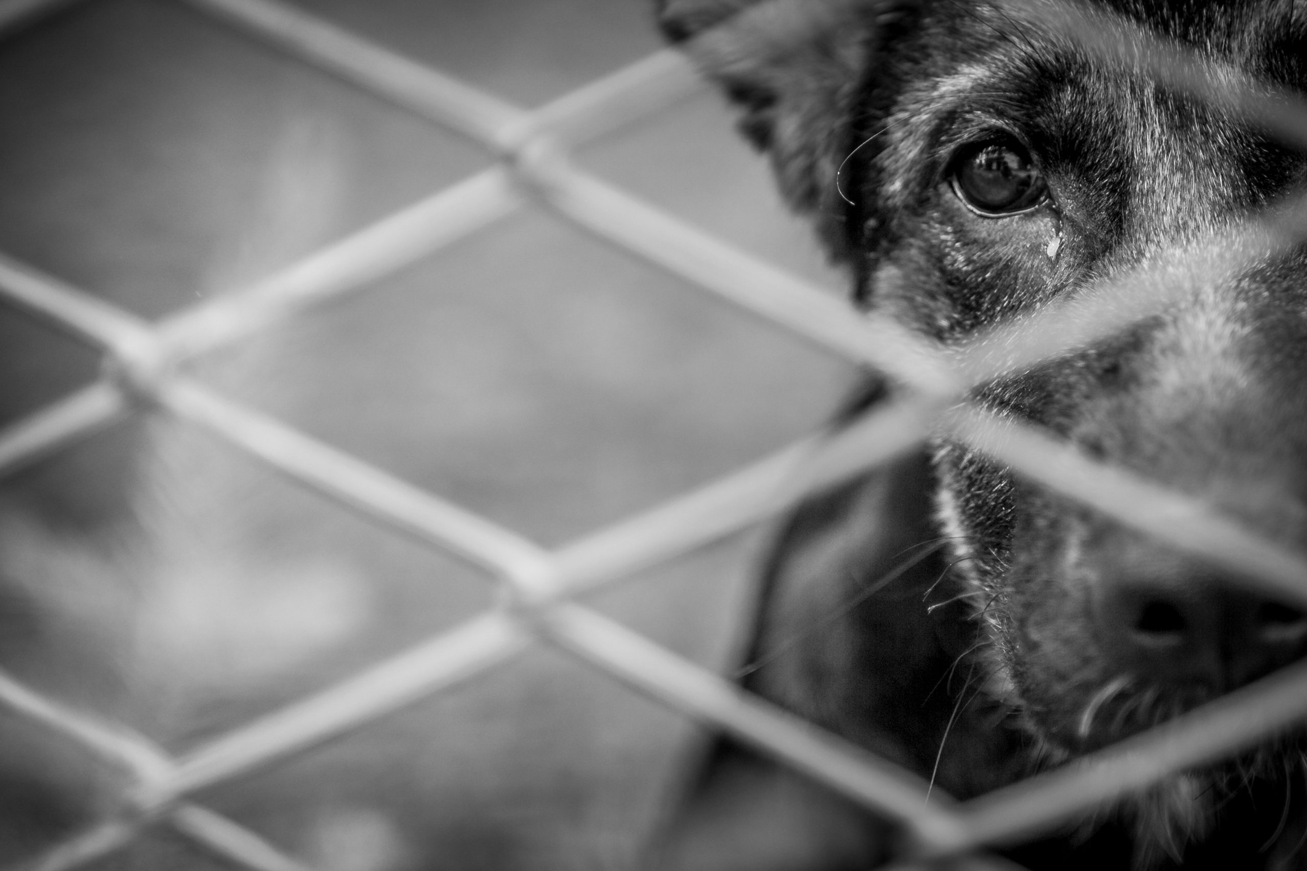 Cerca de 15 cães encontrados maltratados no canil ilegal de Canedo