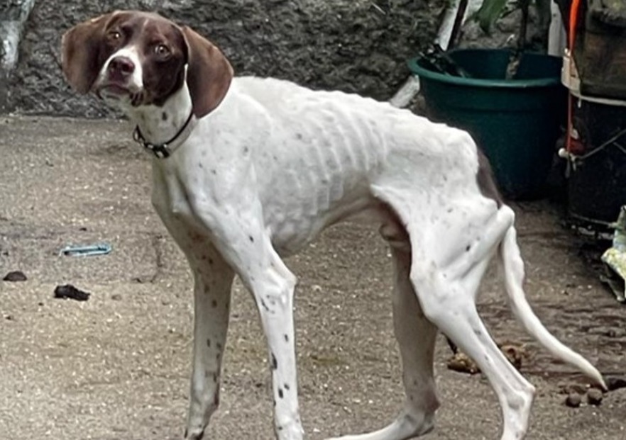 Encontrado cão subnutrido e ferido em Viana do Castelo, dona constituída arguida