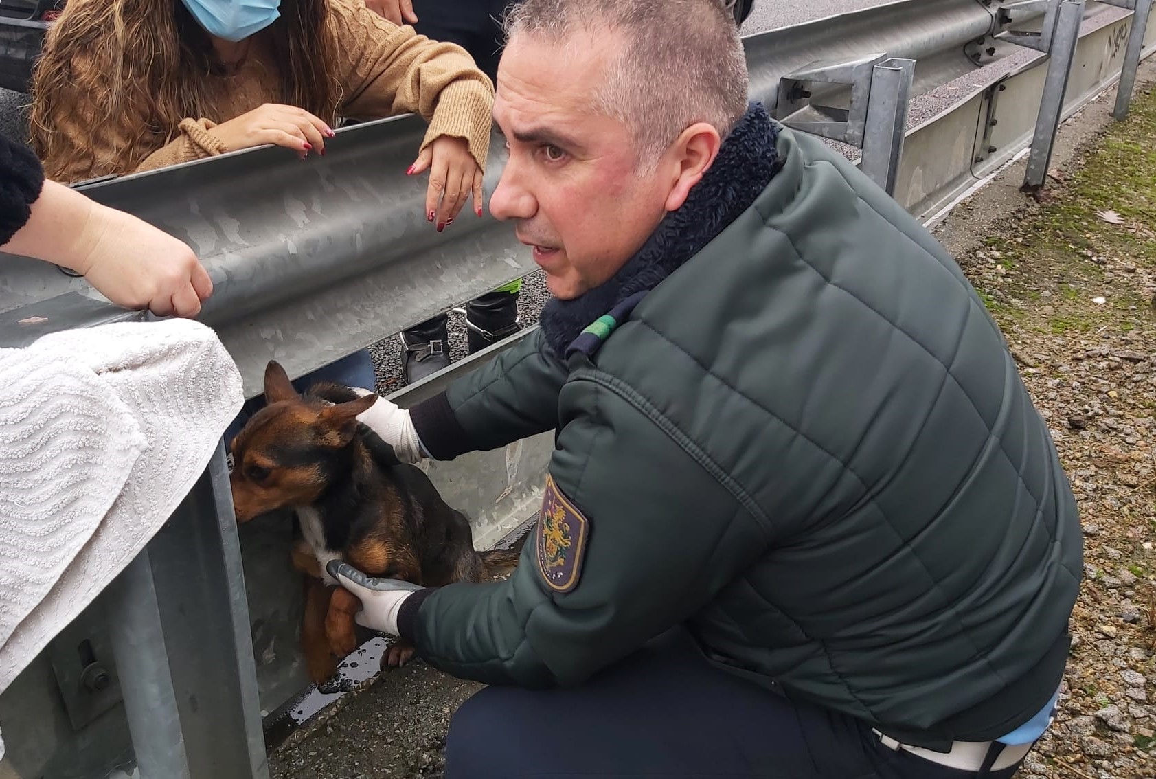 GNR cortou A1 para salvar cão que se encontrava desorientado