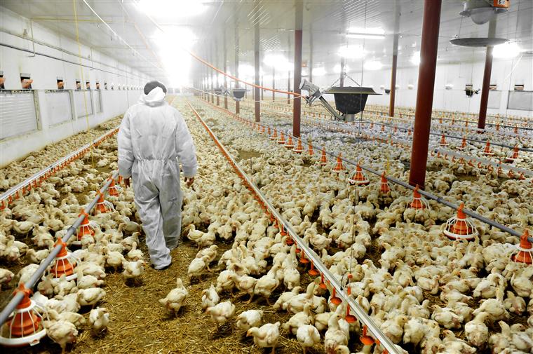 Quase 30 mil animais vão ser abatidos devido a surto de gripe das aves nos Países Baixos