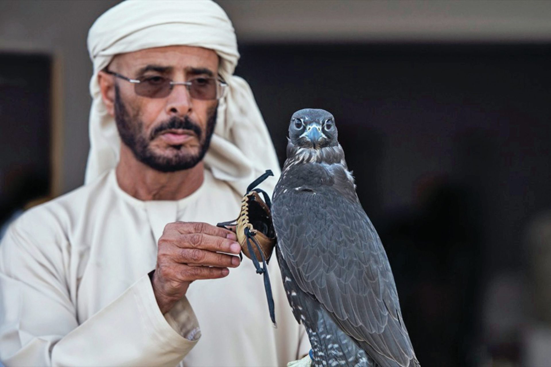 Qatar-Falcões : A arte do peregrino da morte