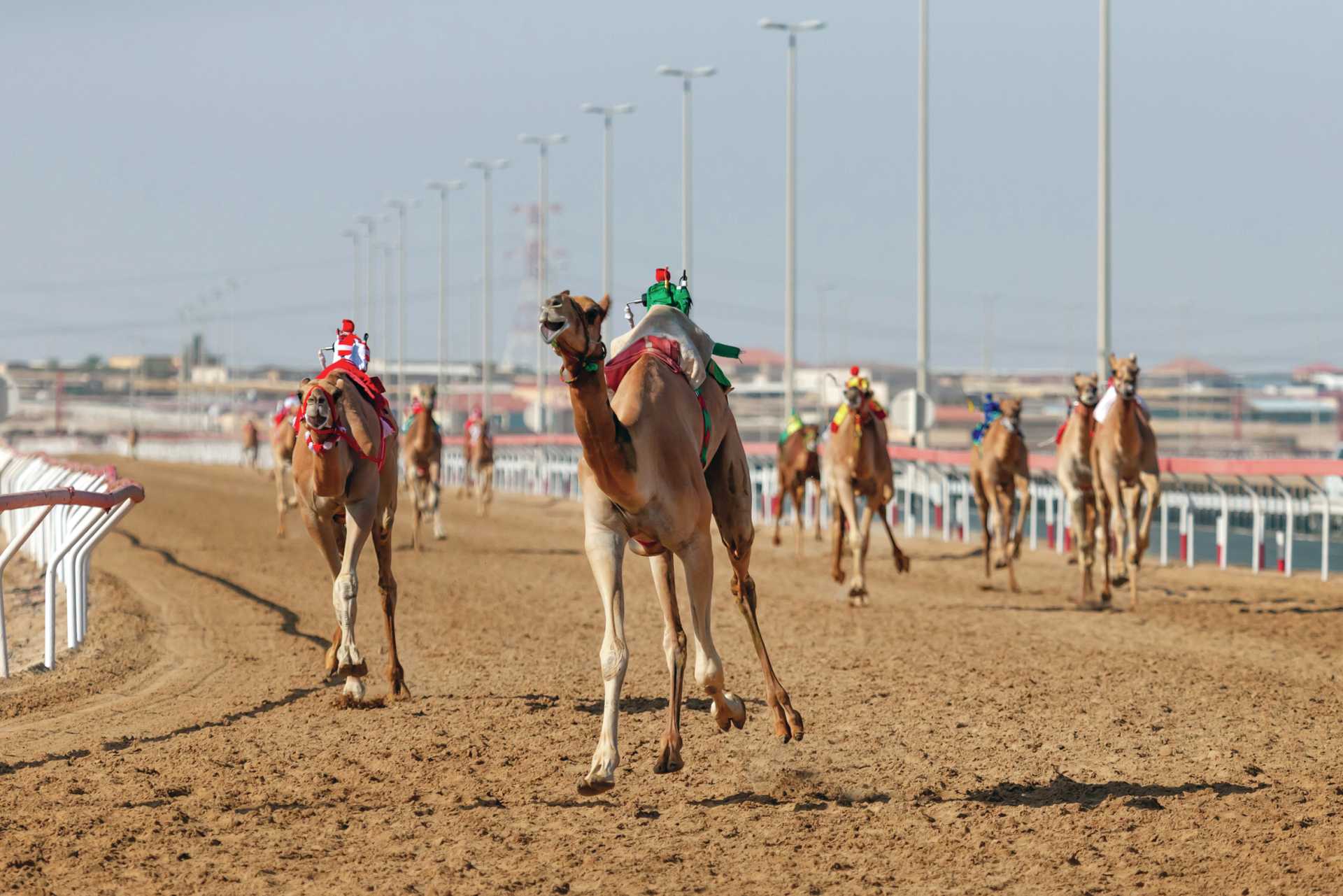 Qatar. Ah! Eis os camelos! Grandessíssimos e alternadíssimos!