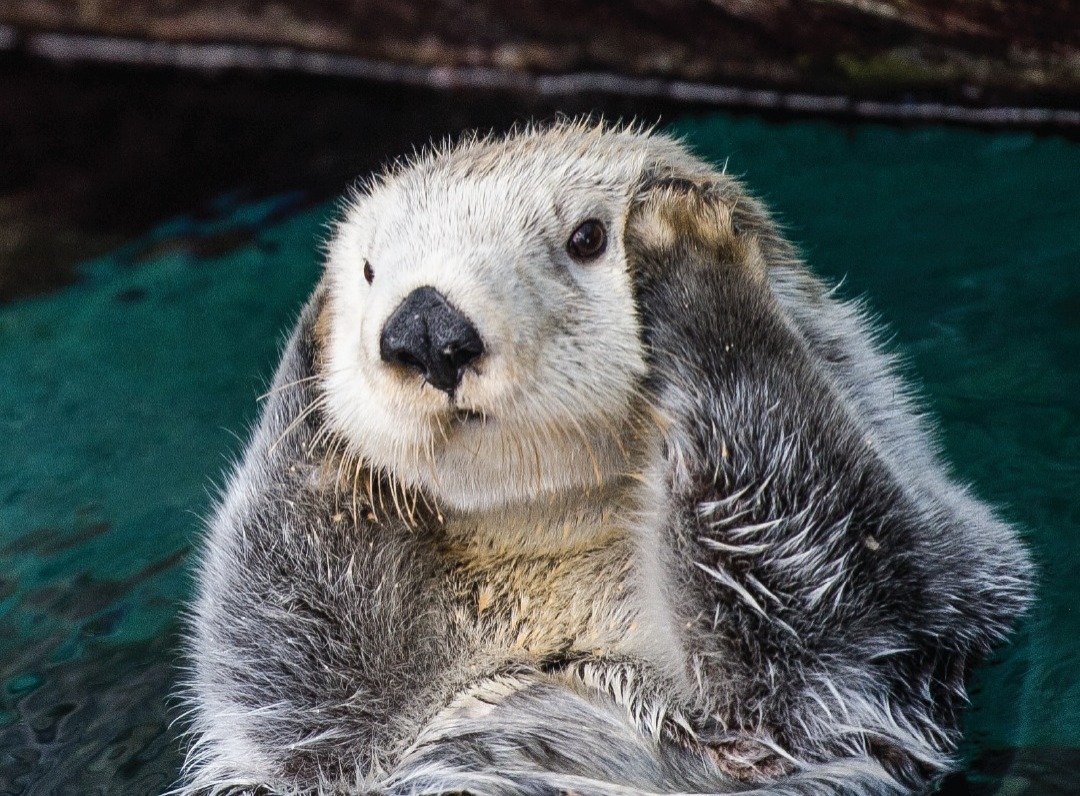 Morreu Micas, a lontra-marinha mais velha da Europa