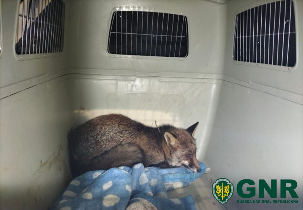 GNR encontra raposa presa a uma armadilha de caça ilegal em Vila Real