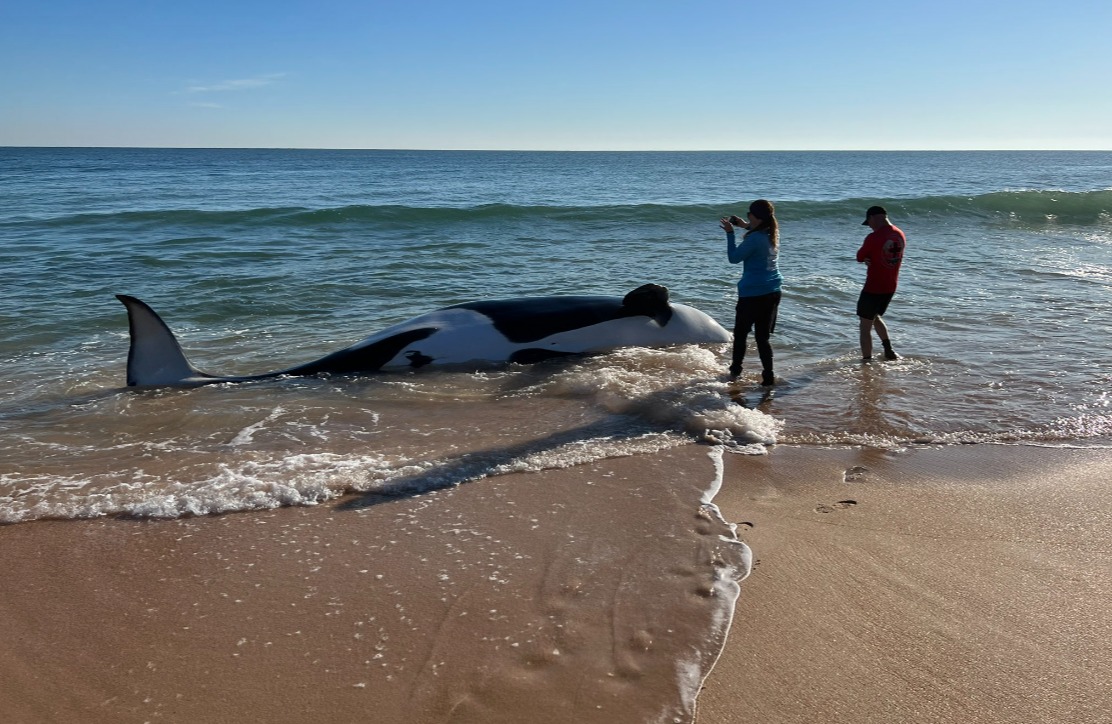 Orca de 6 metros morre após dar à costa na Flórida | Vídeo