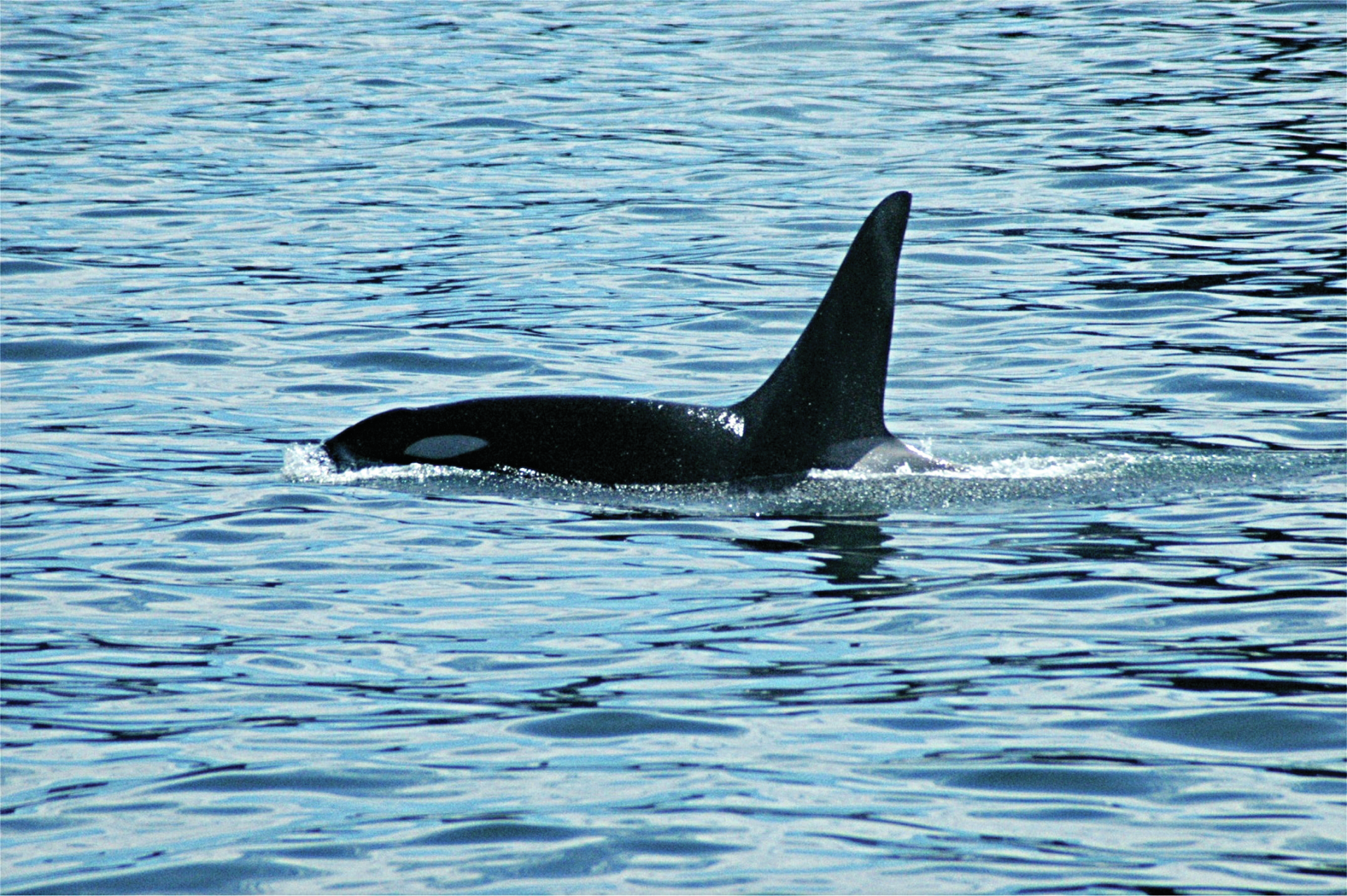 Veleiro atacado por grupo de orcas em Sesimbra