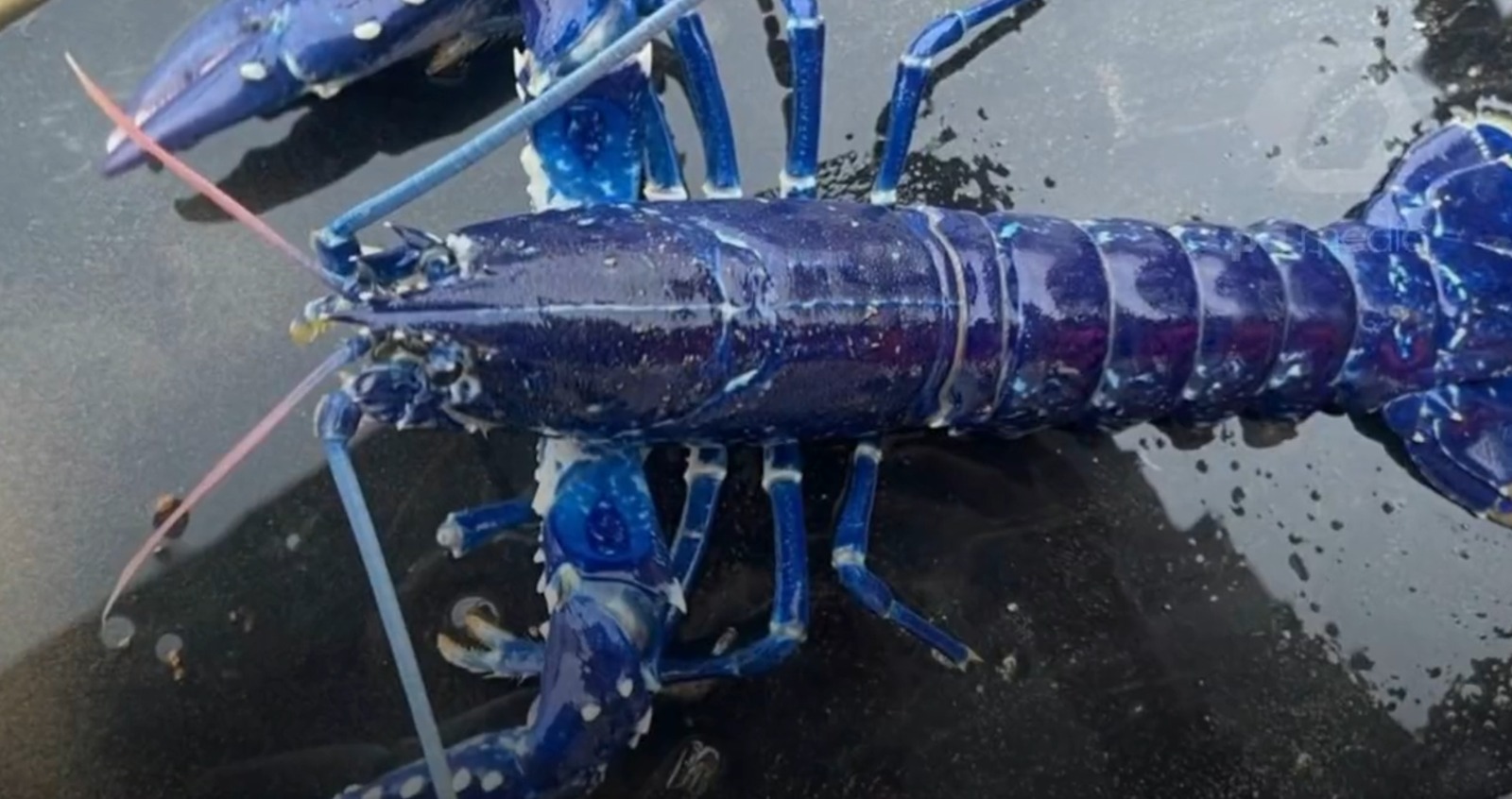 Pescador encontra lagosta azul: &#8220;Espero que se alguém a apanhar, a devolva também&#8221; ao mar