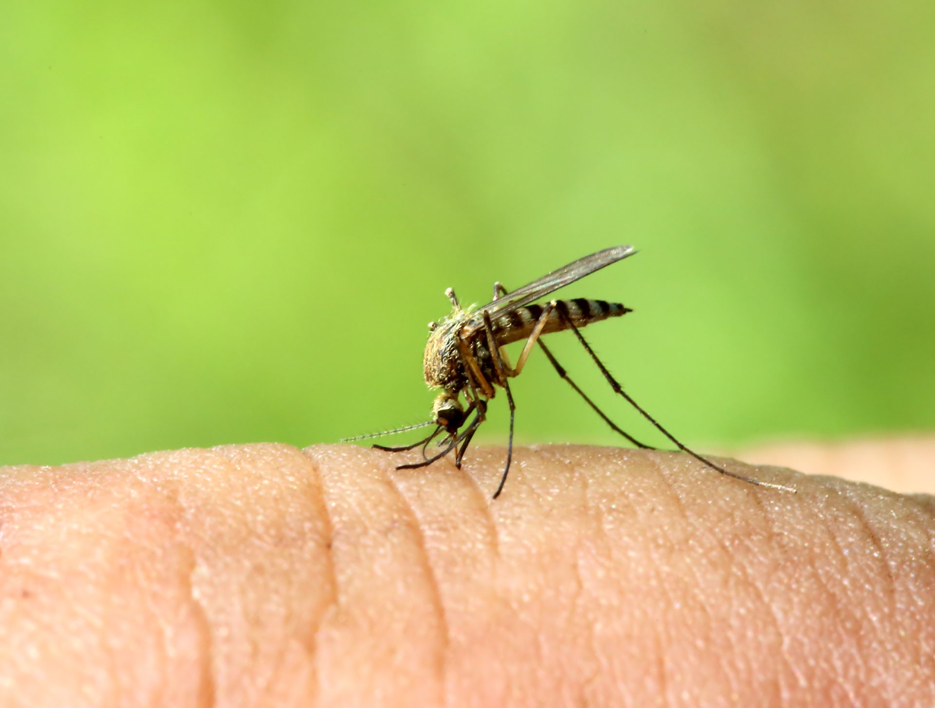 Brasil com 745 mil casos de dengue em 2015