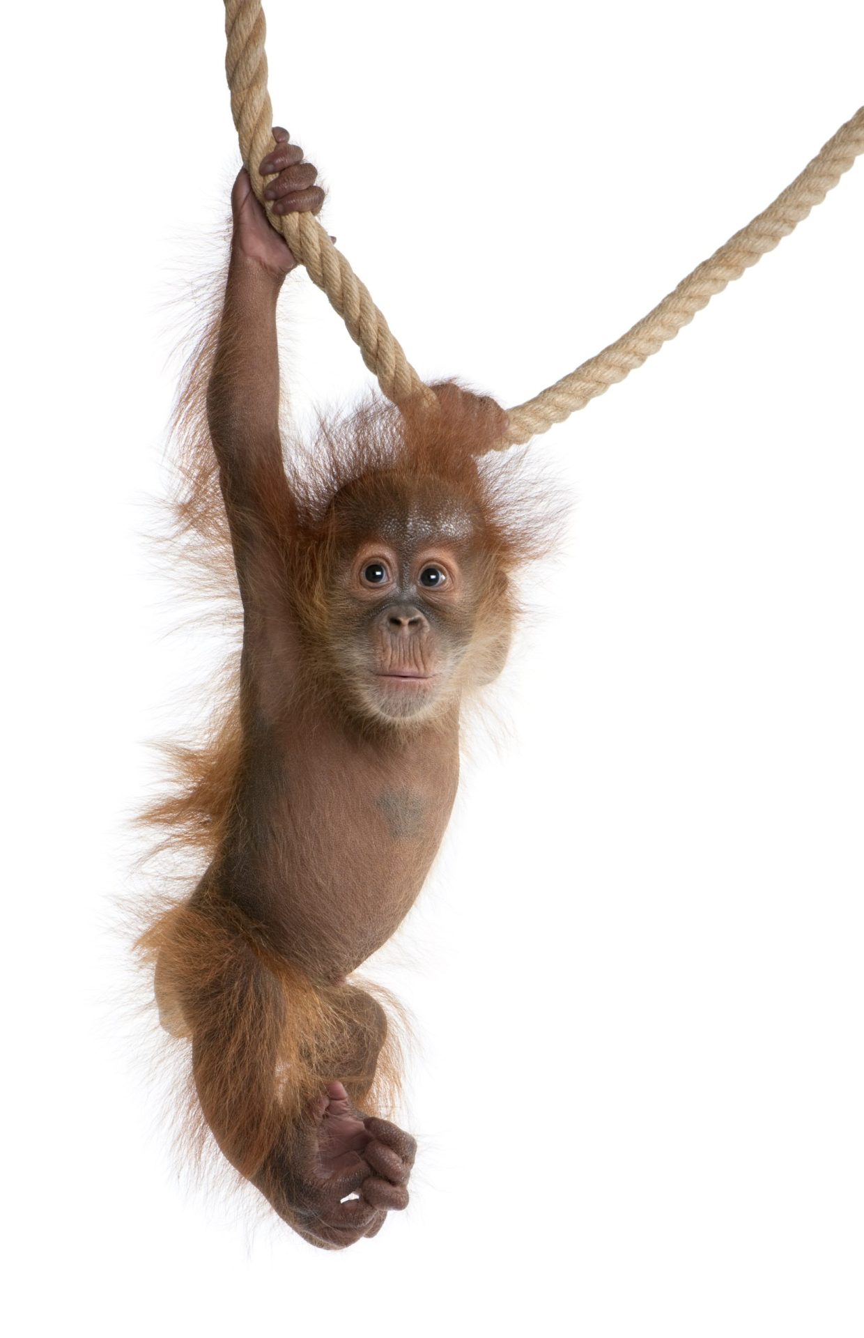 Zoo japonês chamou Charlotte a macaco bebé e agora teve de pedir desculpa