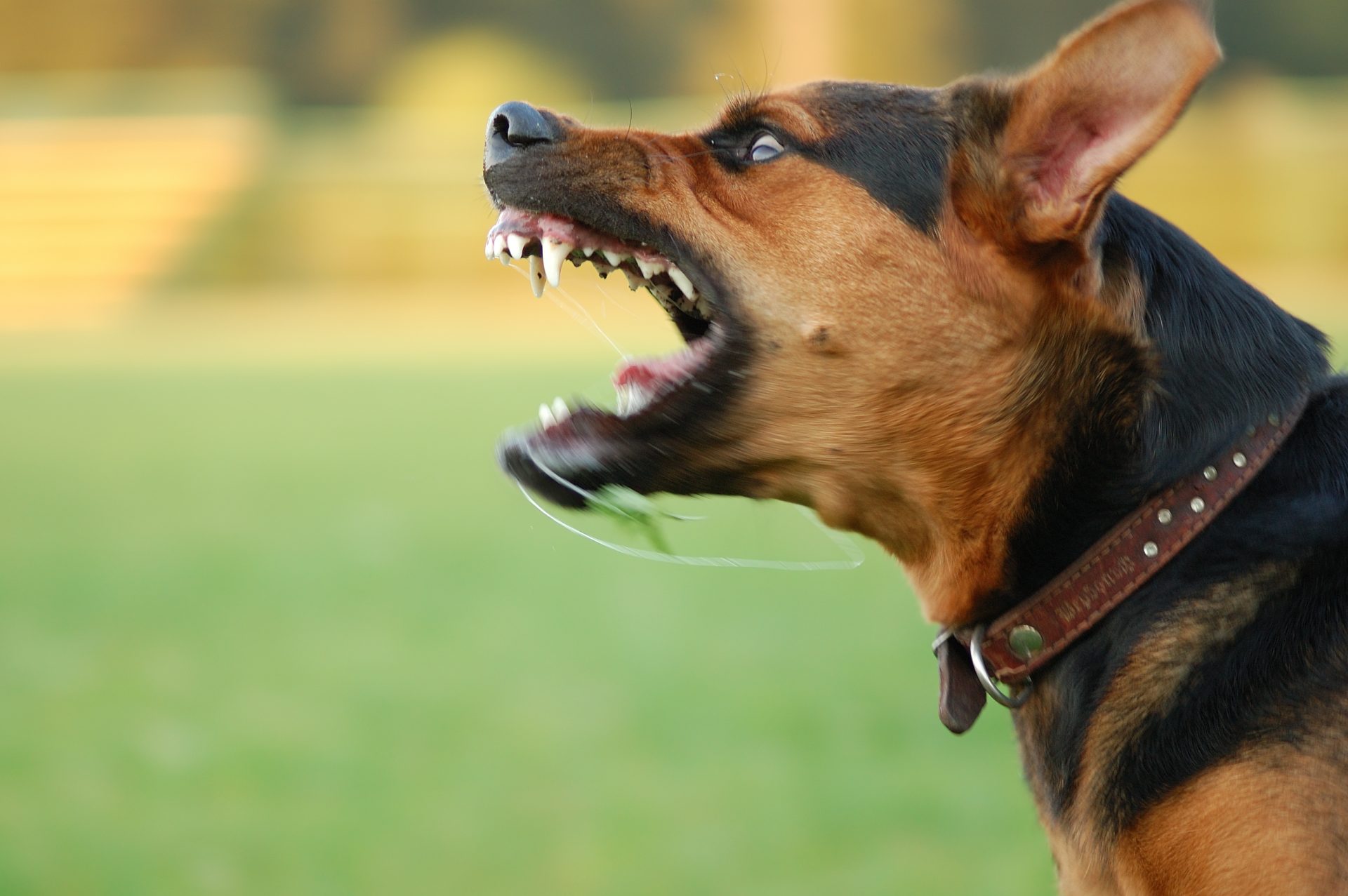 O que fazer perante o ataque de um cão?