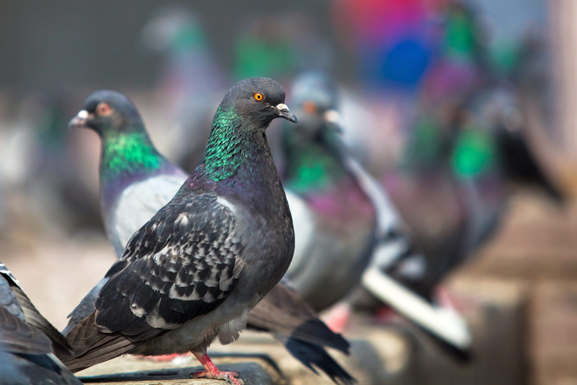Invasão de pombos em Portugal deixa pilotos em alerta