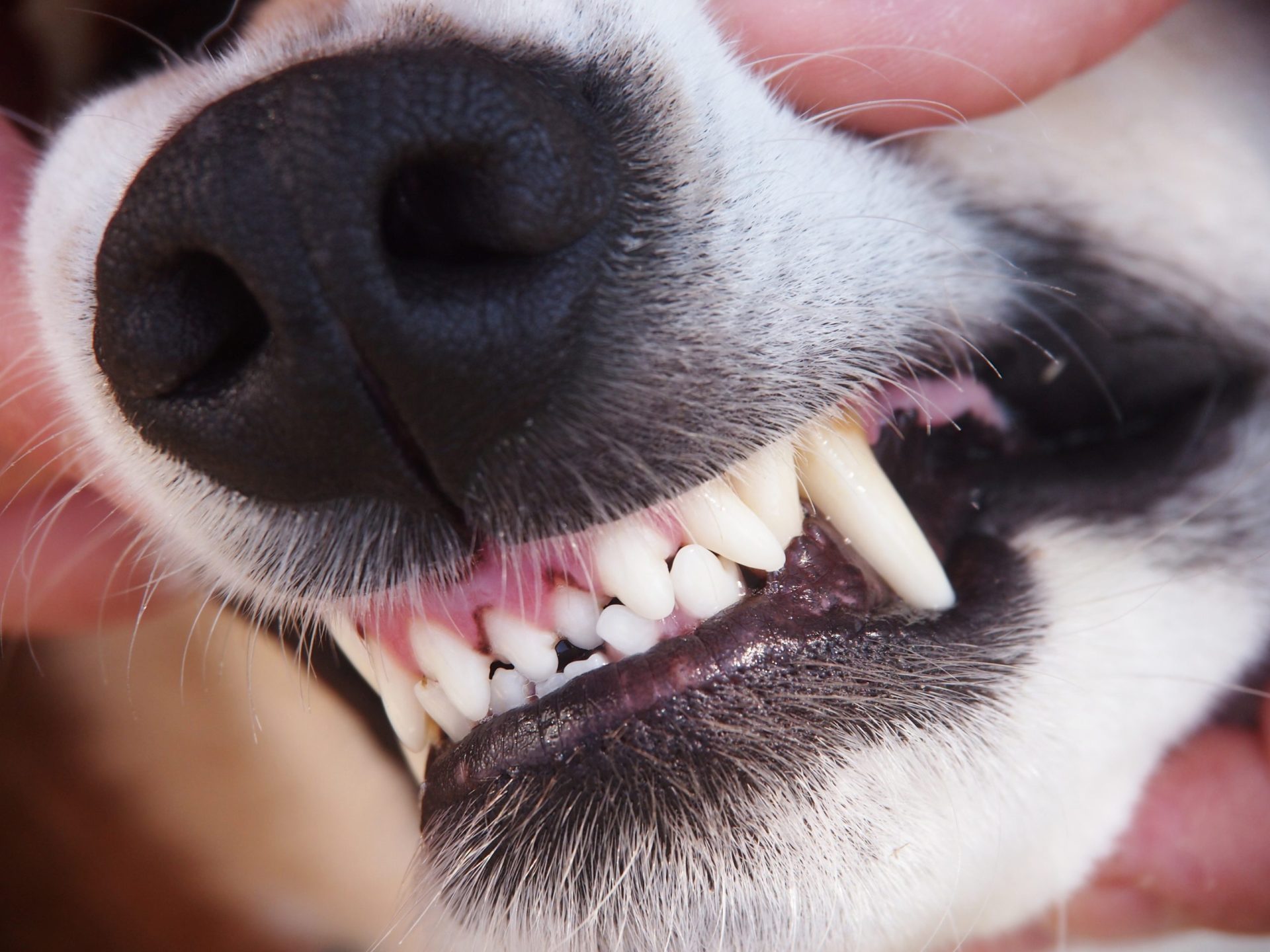 Cão mata bebé de três semanas