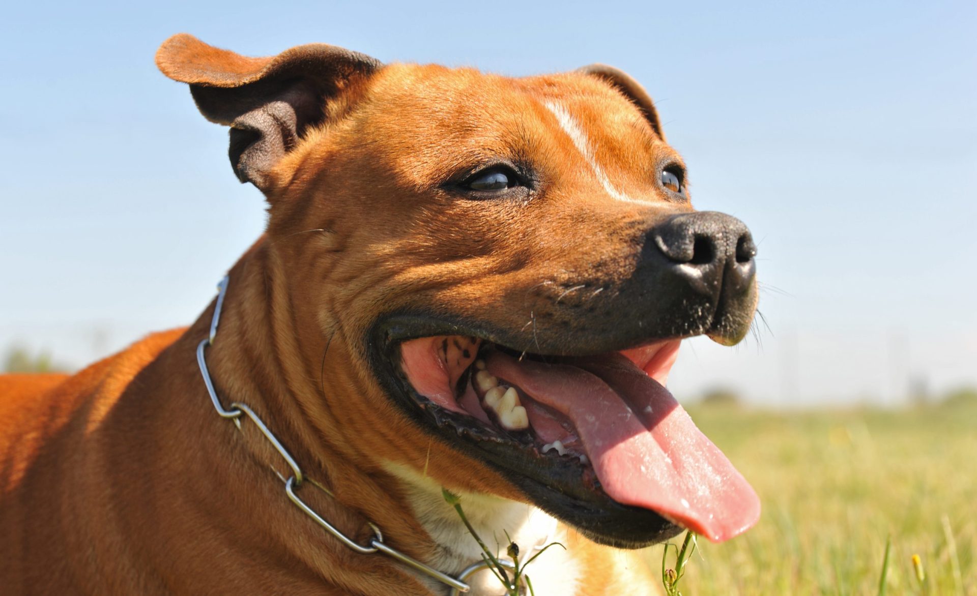 Menina de cinco anos em estado grave após ataque de Bull Terrier