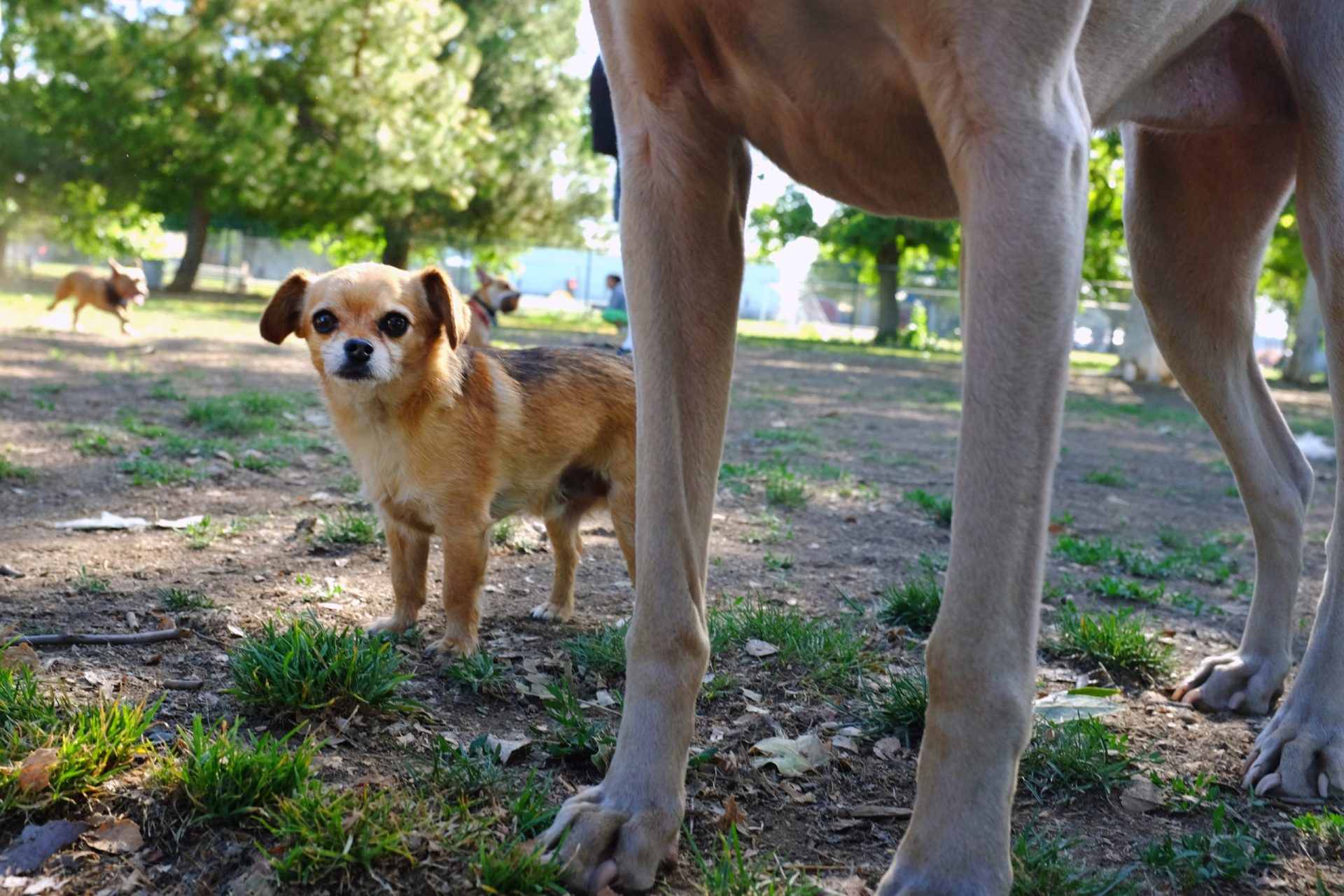 Dezenas de cães foram amarrados à porta da Câmara do Marco de Canaveses