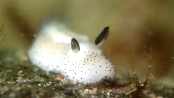 A Internet está louca com os ‘coelhinhos do mar’