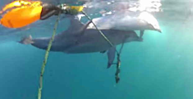 Mãe golfinho faz tudo para salvar a sua cria