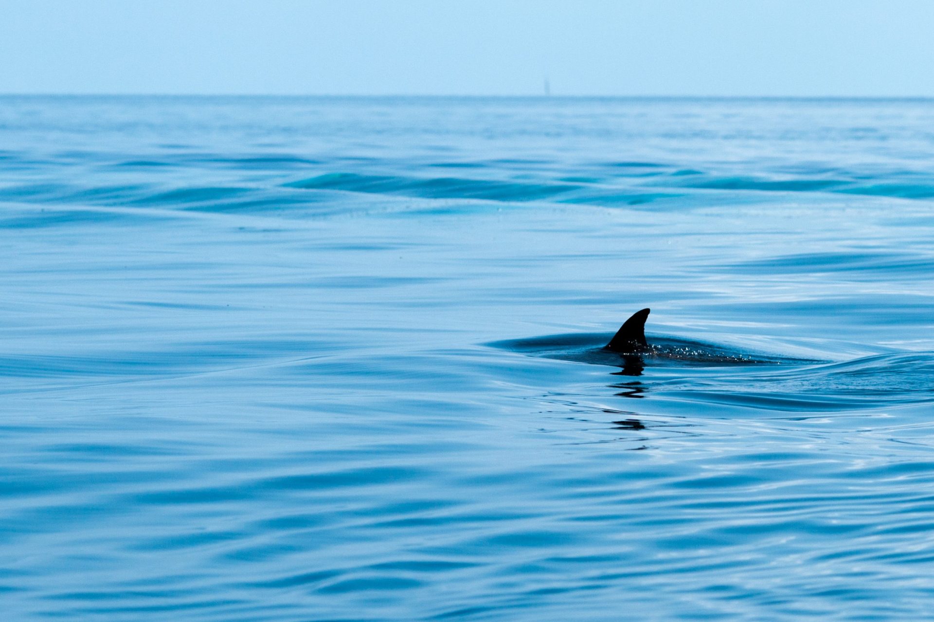 EUA. Novo ataque de tubarão na Carolina do Norte