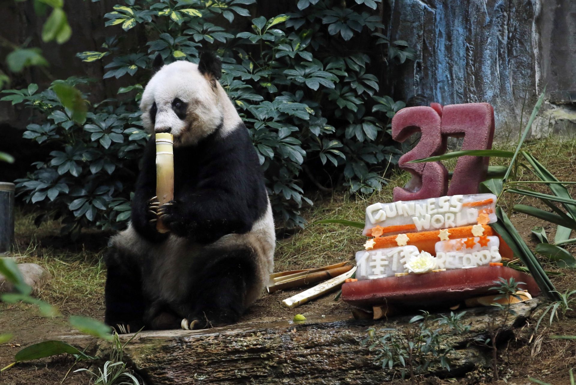 Parabéns Jia Jia, o panda mais velho do mundo