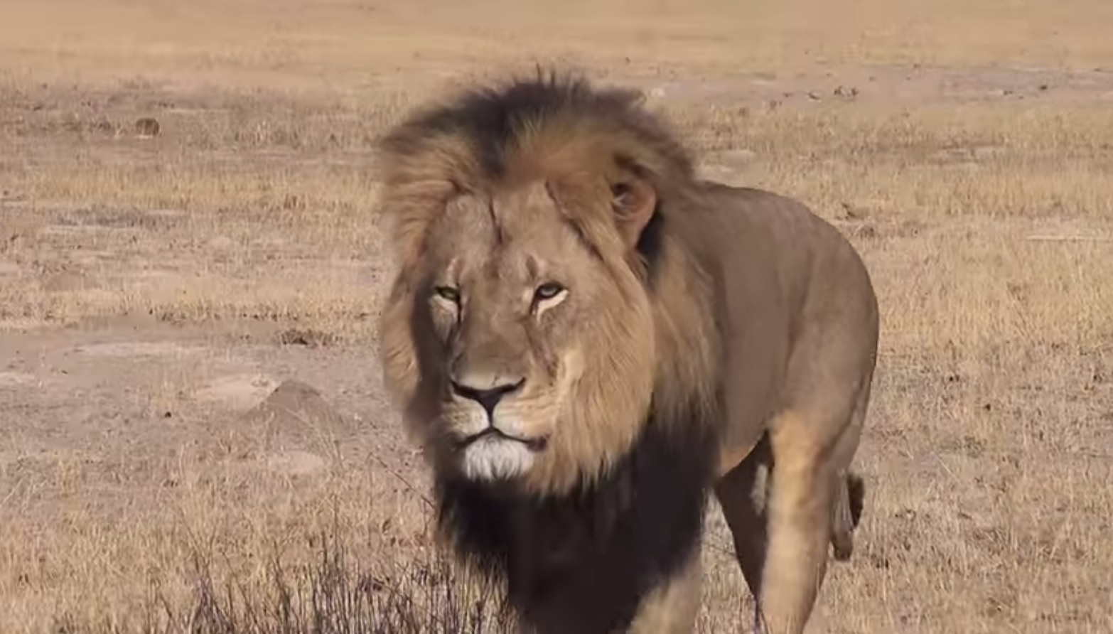 Já foi identificado o caçador que matou Cecil, o leão mascote do Zimbabué