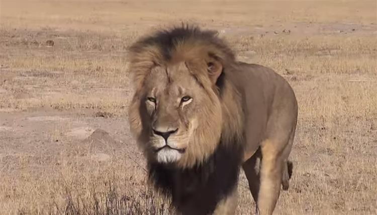Zimbabué pede aos EUA a extradição do caçador que matou o leão Cecil