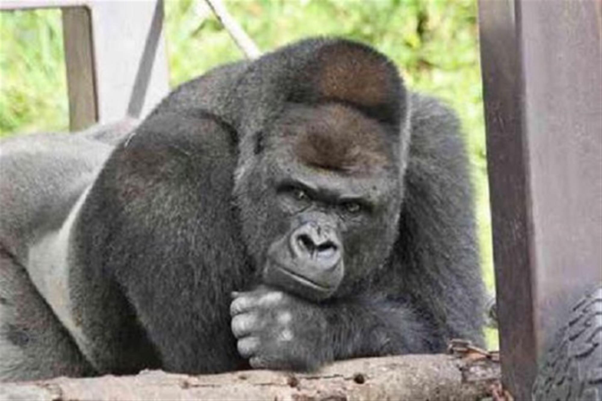 Shabani, o gorila que está a deixar as mulheres loucas