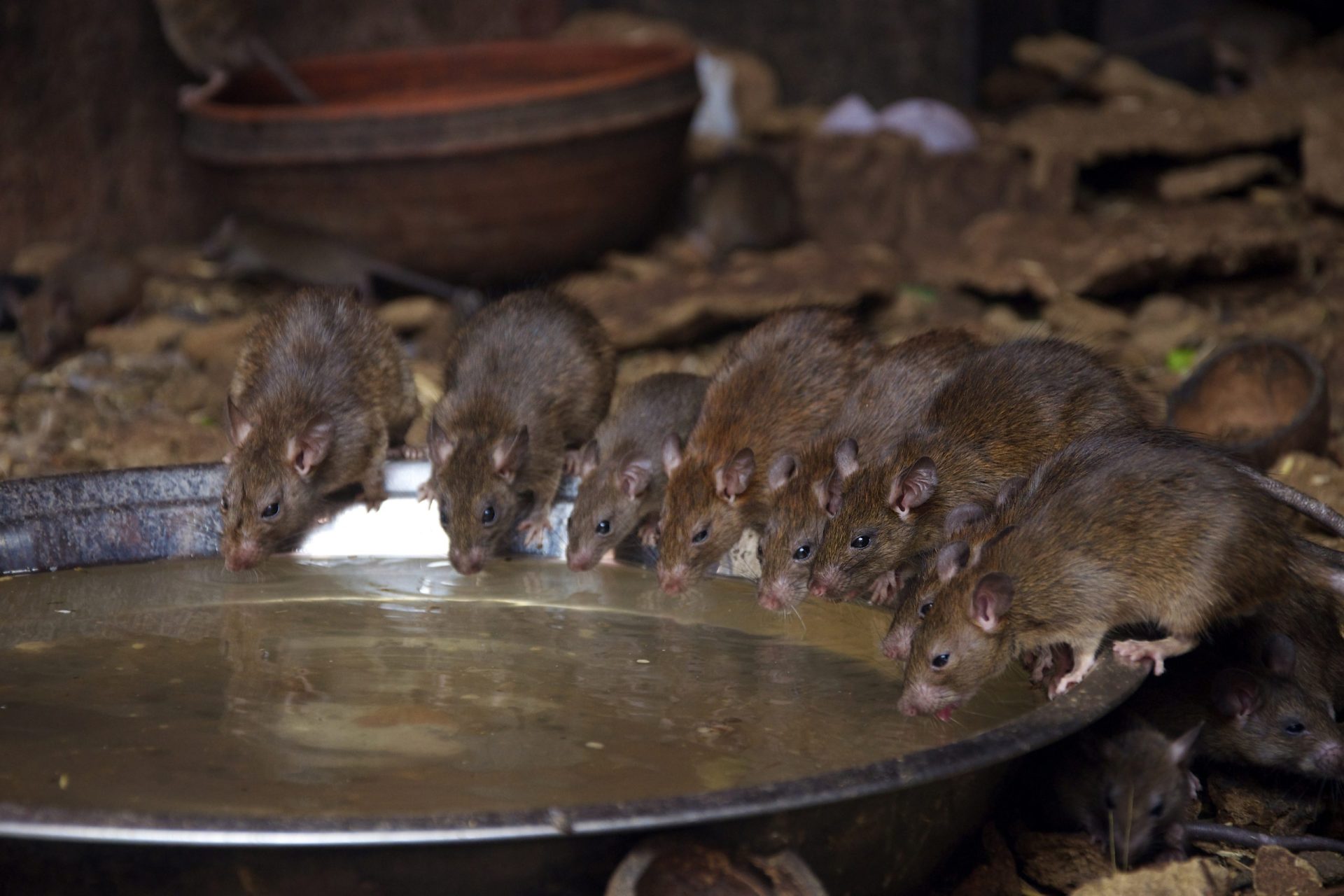 Homem vivia com 300 ratos num apartamento