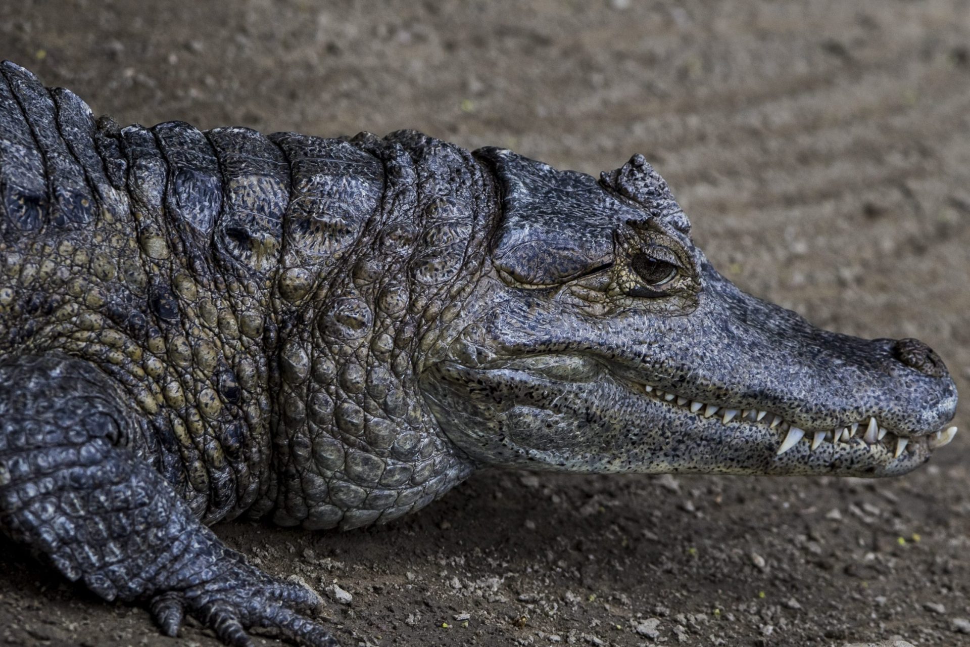 Homem gritou ‘que se lixem os crocodilos’ e morreu atacado por…crocodilo