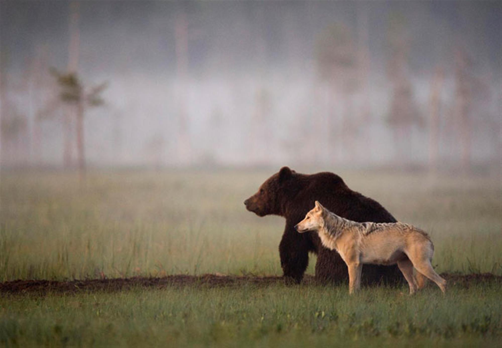 Um urso, um lobo e um exemplo de verdadeira amizade
