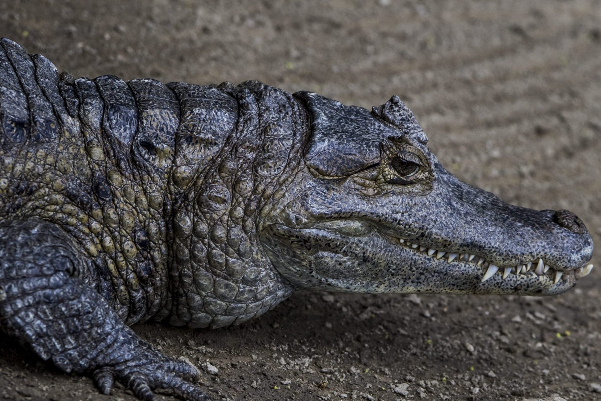 Austrália. Dezenas de cabeças de crocodilos encontradas num congelador