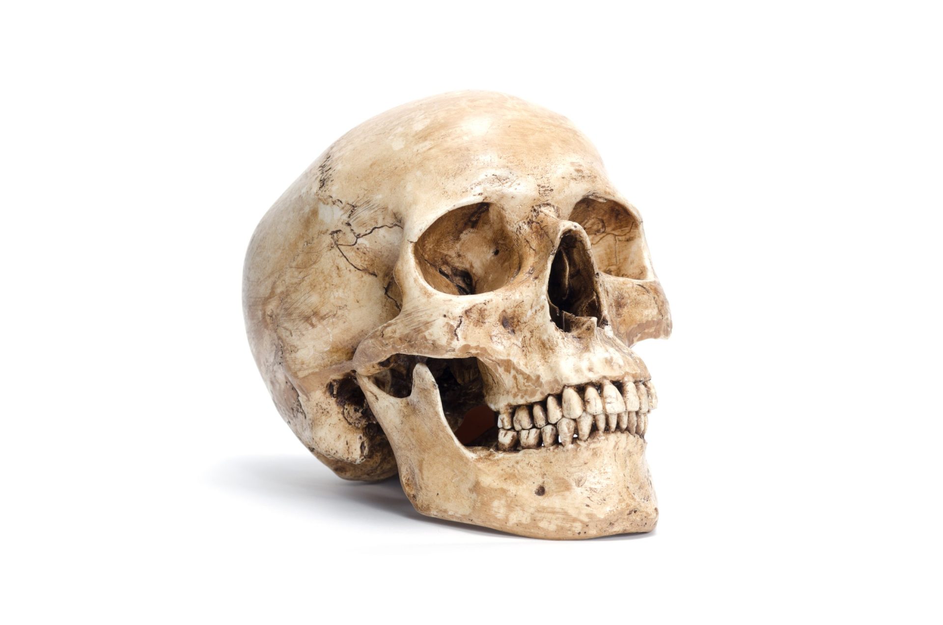 Deposição de crânios humanos é descoberta arqueológica rara em Reguengos de Monsaraz