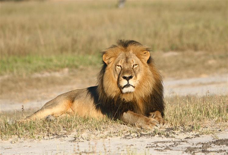 Julgamento de organizador de caçada do leão Cecil adiado