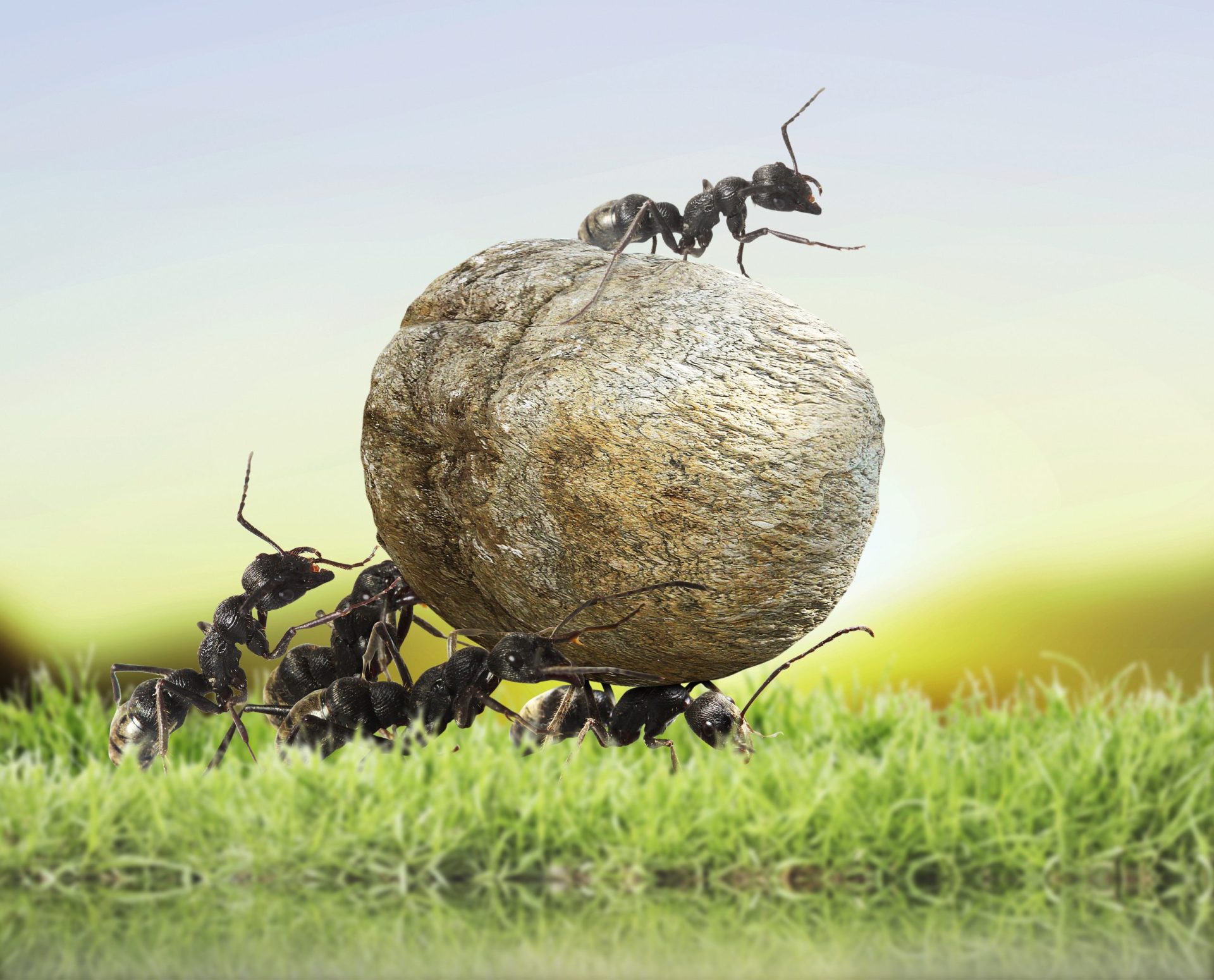 Primeiro ‘mapa de formigas’ lançado em Hong Kong