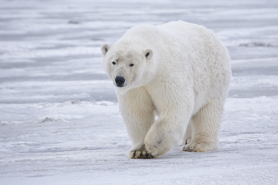 Aquecimento Global. A imagem de um urso polar que lançou o debate na Internet