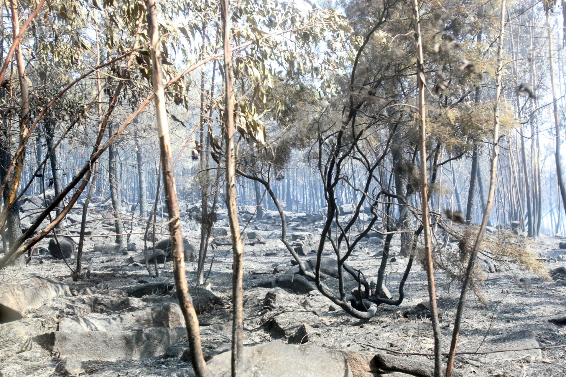 Mais de quatro mil incêndios rurais em agosto