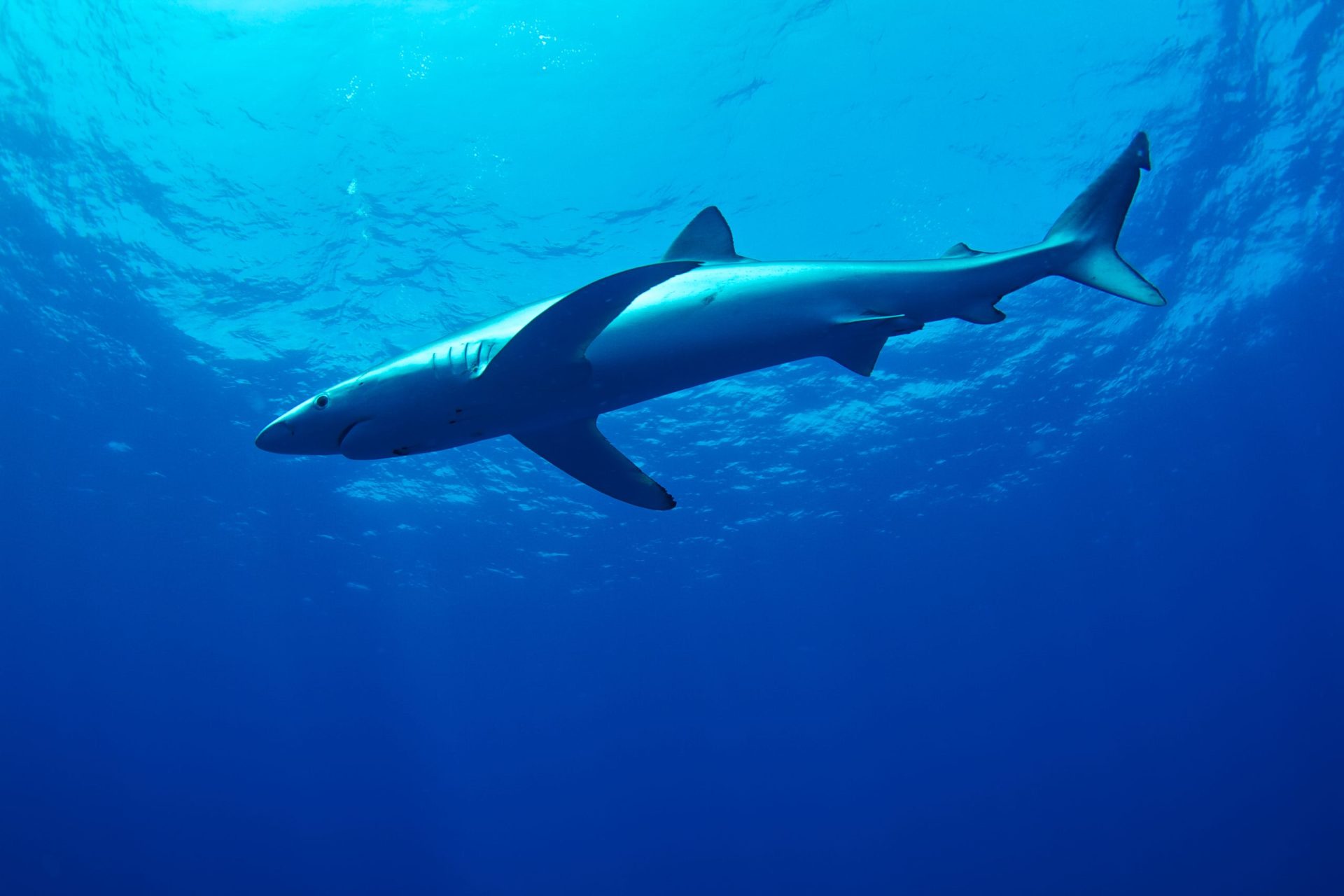 Tubarões-azuis avistados na costa de Aveiro