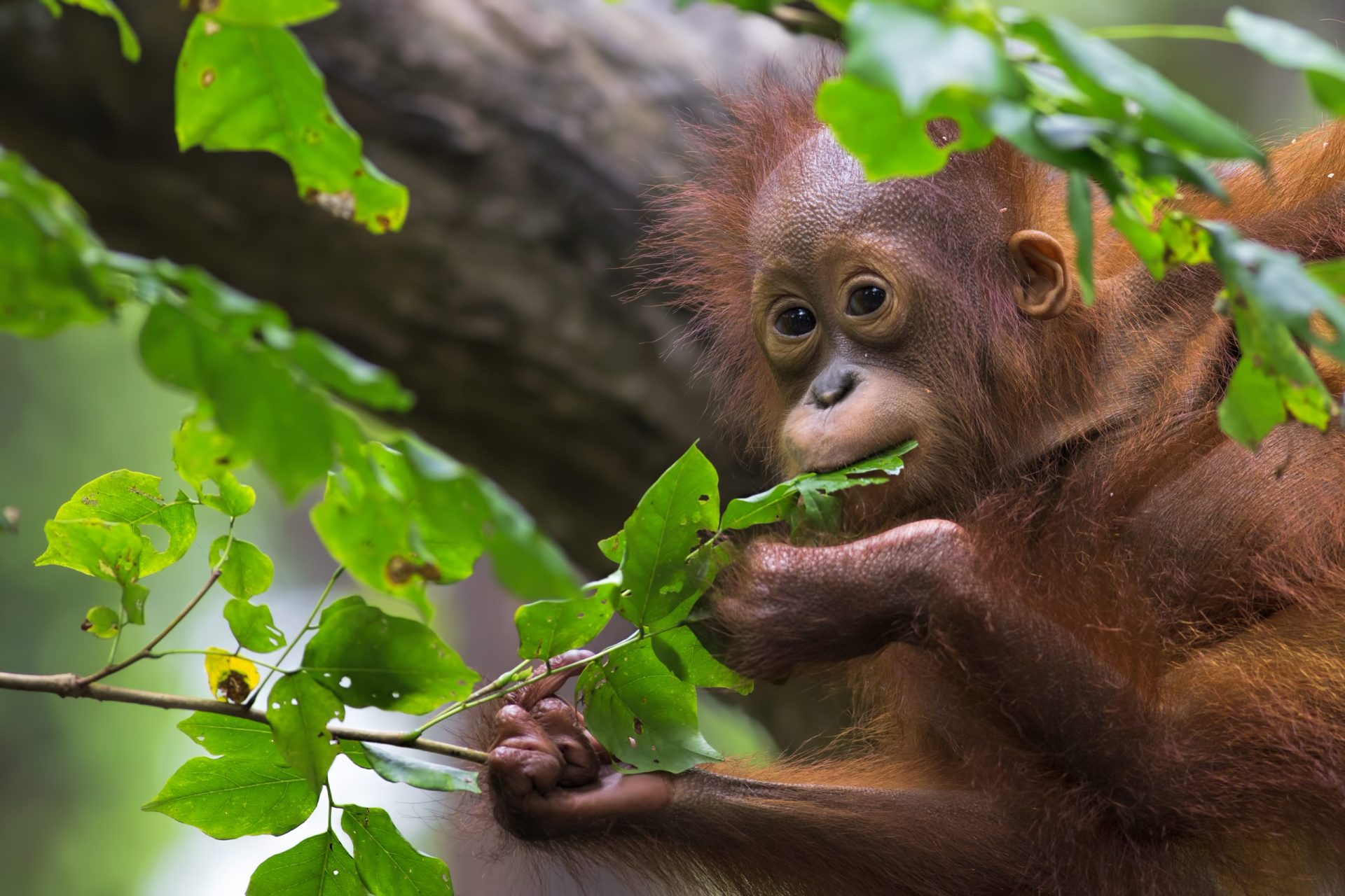Jardim zoológico alemão mata orangotango em fuga
