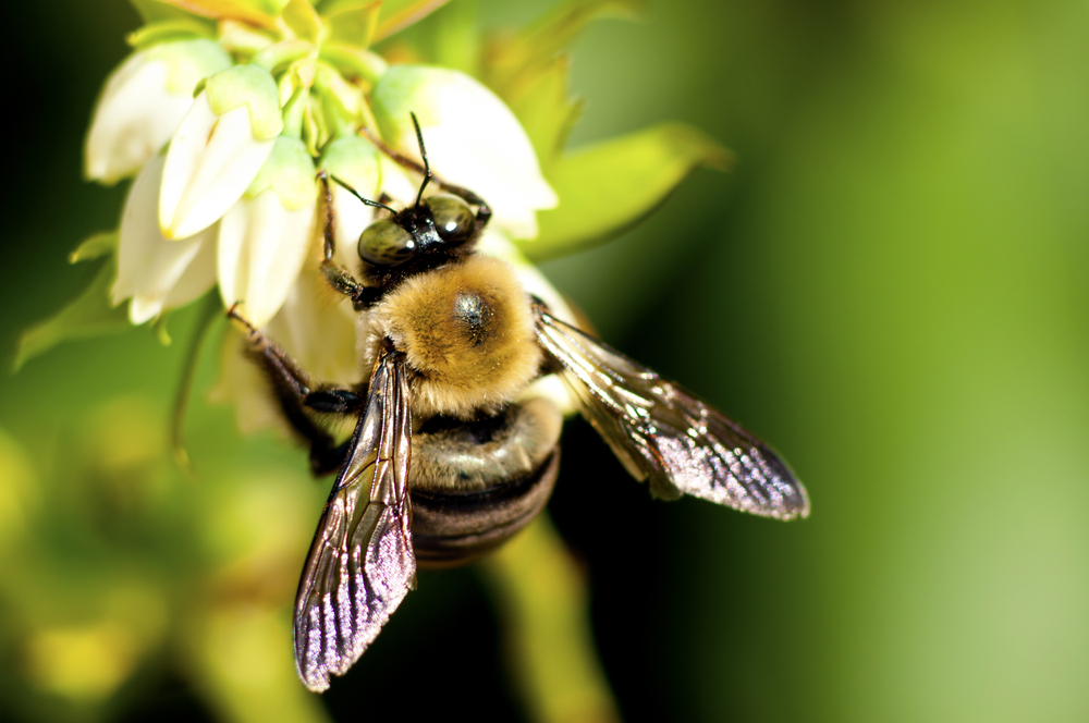 O Homem vai mesmo desaparecer por causa das abelhas?
