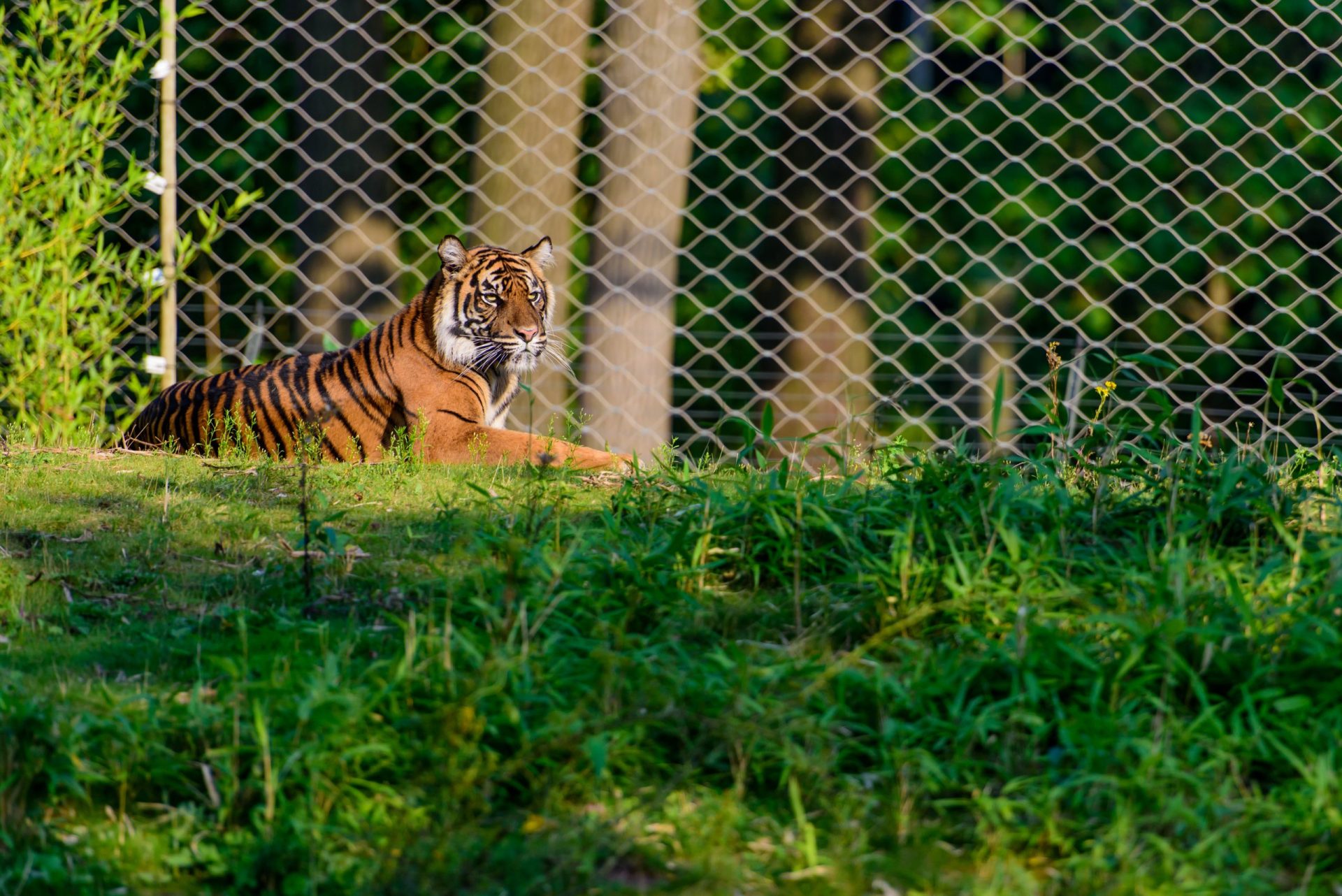 Tratadora morta por tigre num jardim zoológico