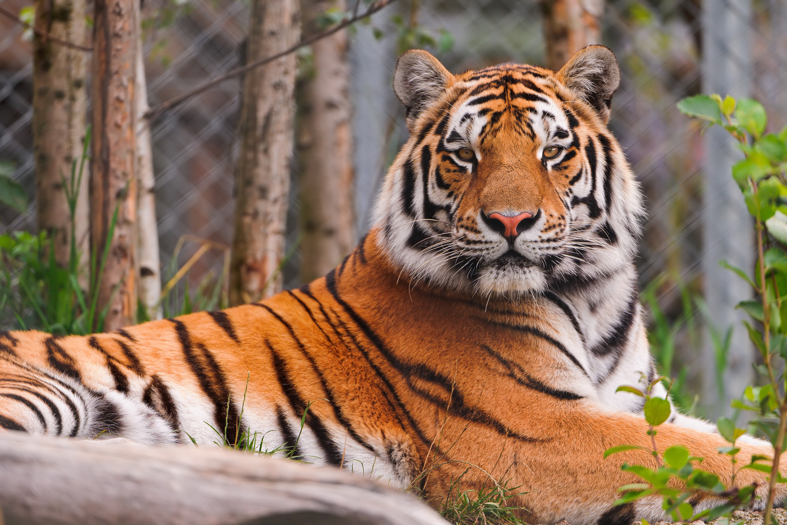 Tigre que matou tratadora na Nova Zelândia não será abatido