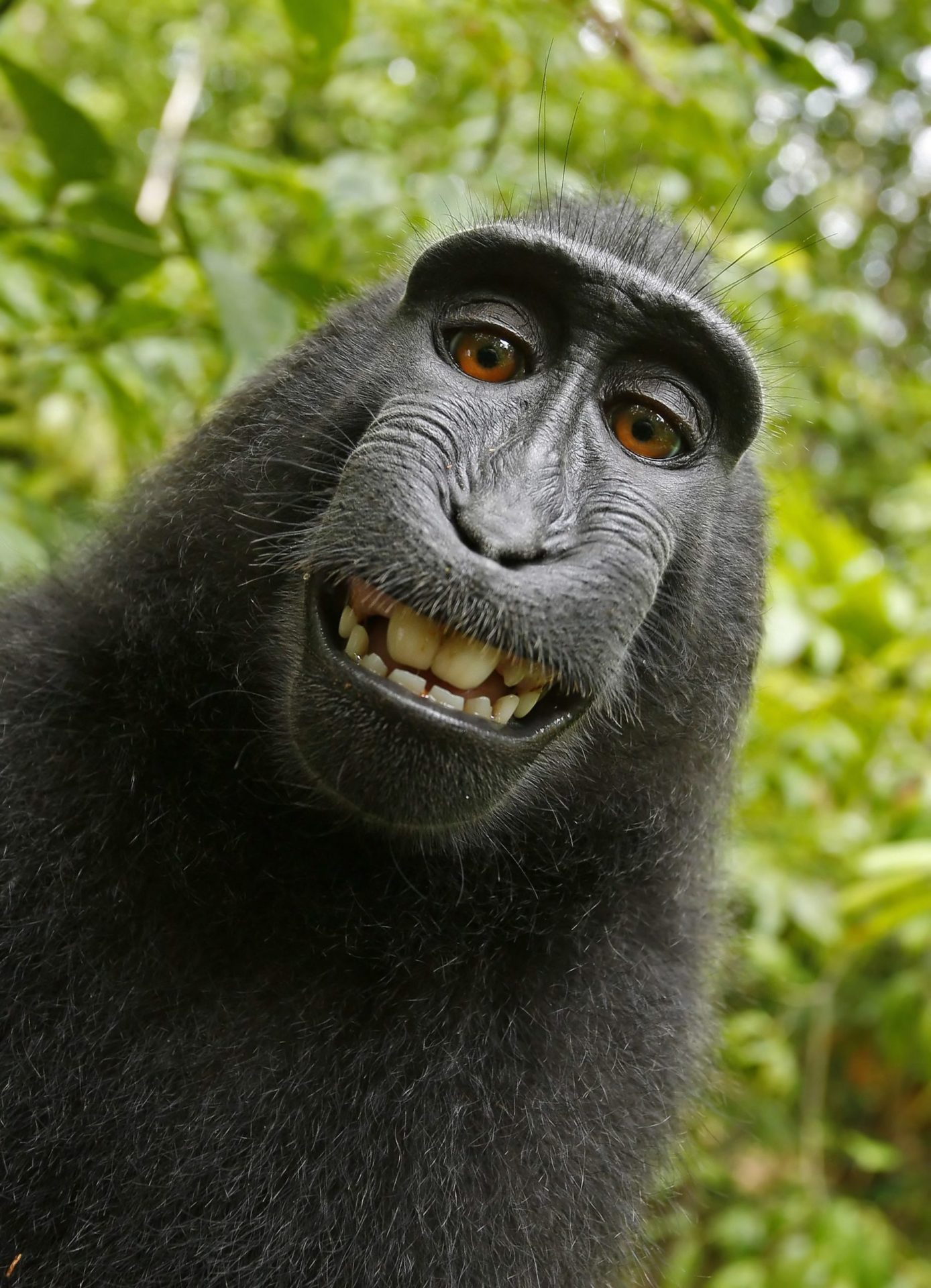 PETA entra com processo judicial para que macaco seja reconhecido como autor de selfie