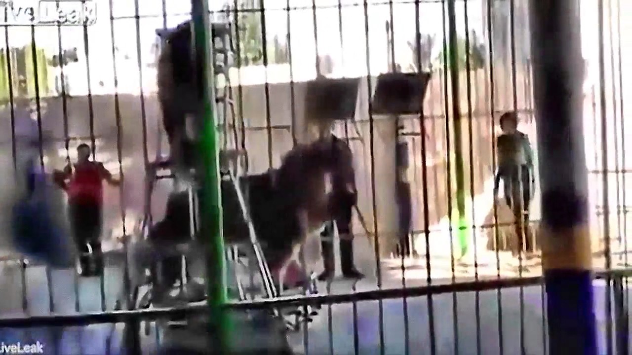 Leão ataca domador durante espetáculo [vídeo]