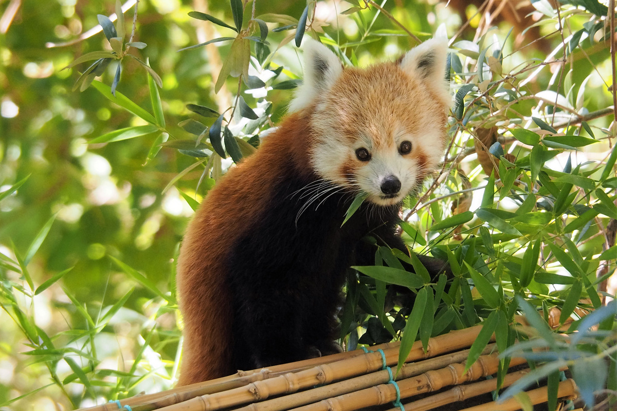 Zoo de Lisboa recebe duas crias de panda-vermelho