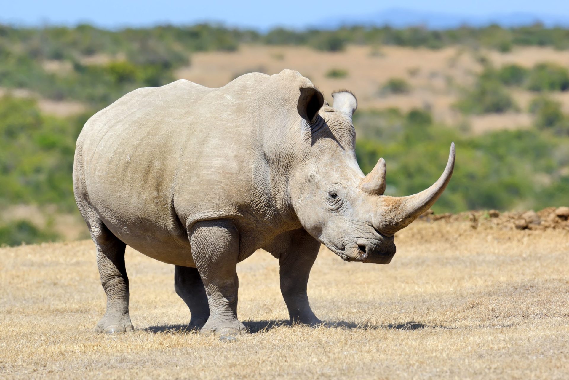 Rinoceronte ataca um jeep cheio de turistas