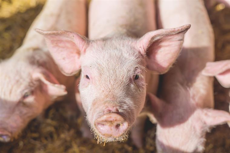 Suinicultores vão começar a desmobilizar