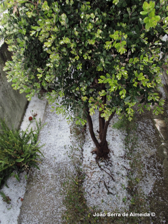 Lisboa ‘pintada’ de branco pelo granizo