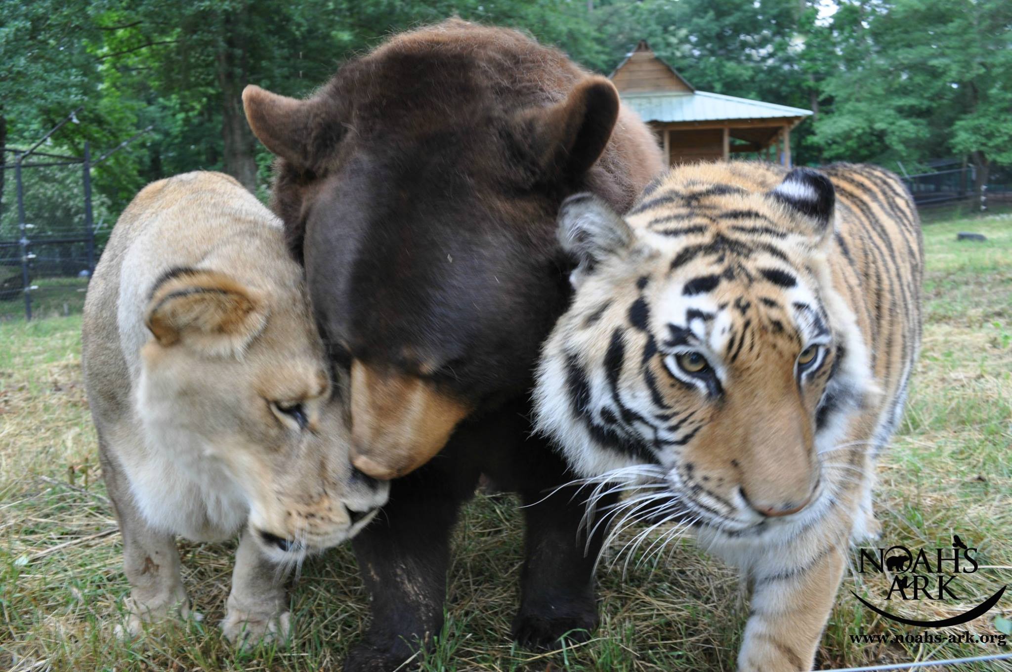 A amizade improvável entre um leão, um tigre e um urso