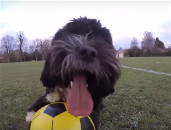 ‘Ronaldog’, a nova estrela da Internet