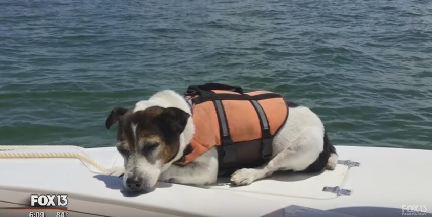 Jagermeister, o cão que sobreviveu mais de três horas em alto-mar