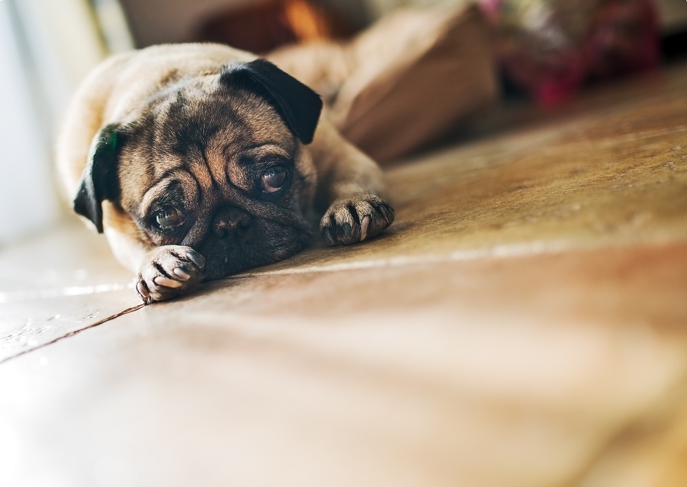 Animais colocam PSD, CDS e PCP  do mesmo lado